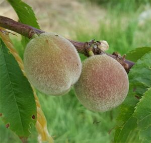 4126-peach-royal-george-2015-06-28 15.38.55