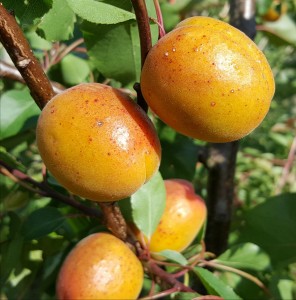 4179-apricot-spring-blush-cropped-2015-07-04 17.14.31