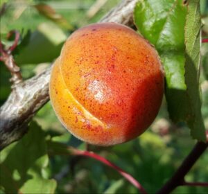 4179-apricot-spring-blush-cropped-2015-07-04 17.14.51