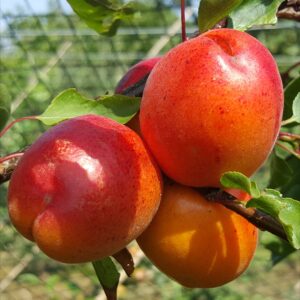 4179-apricot-springblush-2015-07-12 15.26.34-2