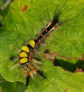 Vapourer Moth caterpillar