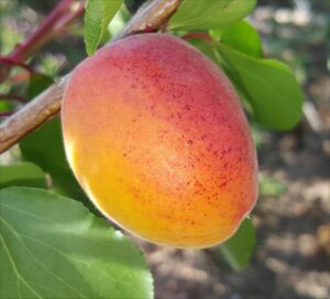 Apricot - 'OrangeRed'