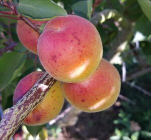 apricot-4318-kioto-2015-07-25 09.34.28