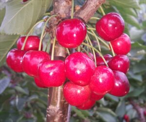 Cherry - 'Karina'