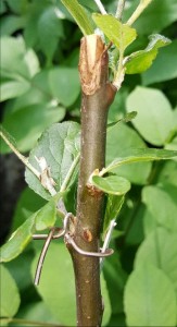 Failed winter grafted rootstock