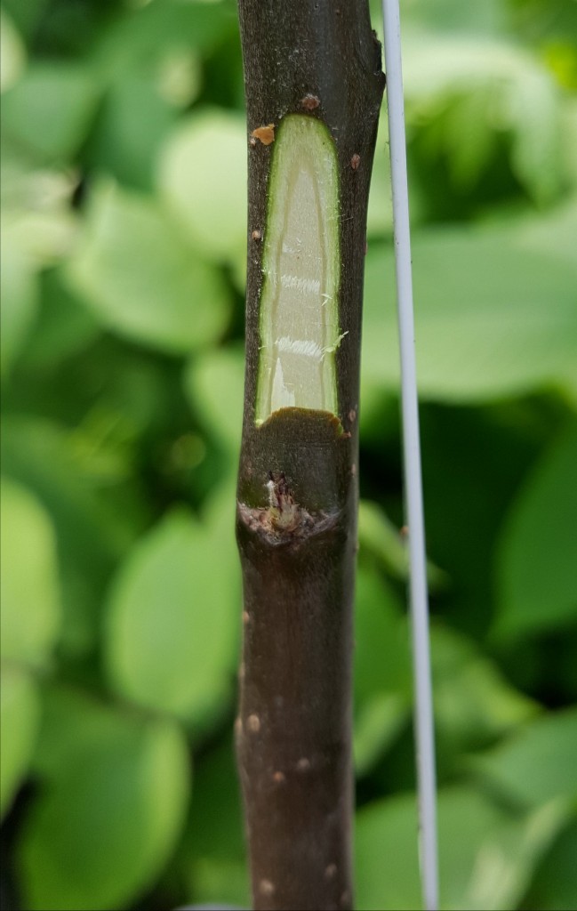 Summer chip budding The BLOG of