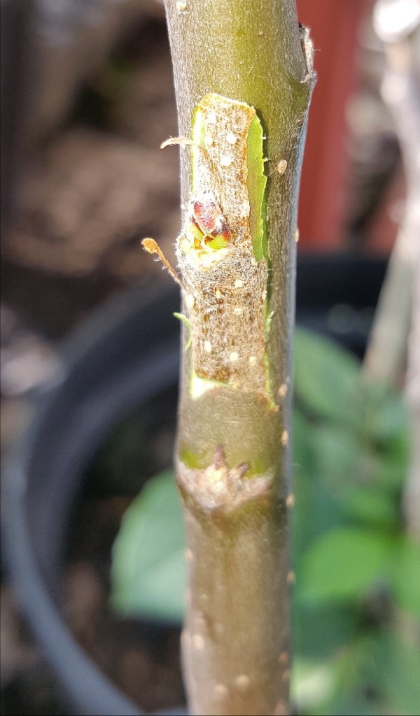 Summer chip budding The BLOG of