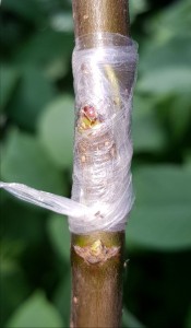 Chip wrapped in grafting tape, bud covered lightly with only one layer, to stop it drying out. The top and bottom need tape applying tightly.