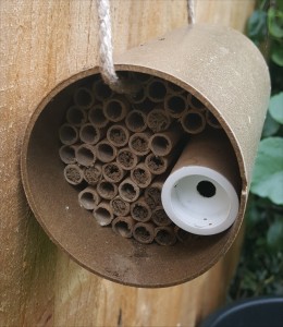 mason-bees-bottom-2015-06-28 13.13.30
