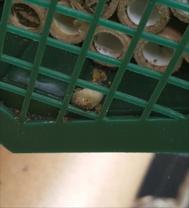 mason-bees-grub1-2015-06-28 13.14.15