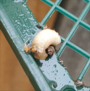 mason-bees-grub2-2015-06-28 13.15.02