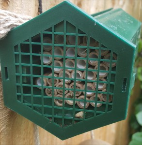 mason-bees-middle-2015-06-28 13.13.25