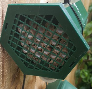 mason-bees-top-2015-06-28 13.13.21