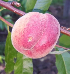 peach-33545-avalon-pride-2015-07-25 09.29.28