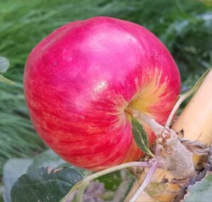 1856-apple-norland-cropped-2015-08-16 10.39.24