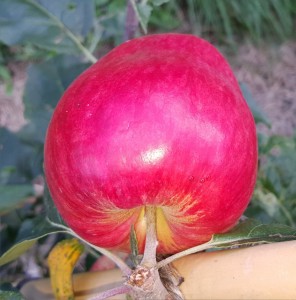 1856-apple-norland-cropped-2015-08-16 10.39.33