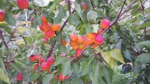 4183-apricot-kioto-cropped-2015-08-16 17.17.17