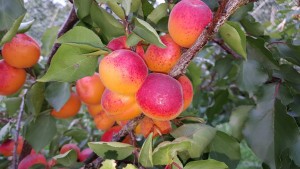 4183-apricot-kioto-cropped-2015-08-16 17.17.31