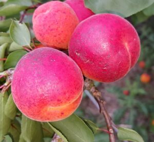 4183-apricot-kioto-cropped-2015-08-16 17.17.44