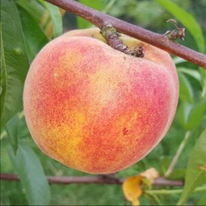 4208-peach-harnas-2015-08-09 09.27.33