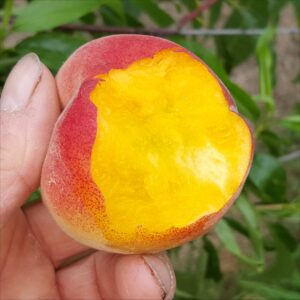 4208-peach-harnas-2015-08-09 09.28.16