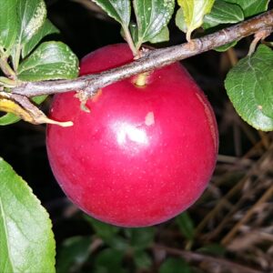 Mirabelle-Plum-Countess-2015-08-07 20.24.00