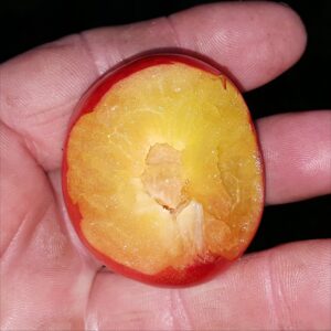 Mirabelle-Plum-Countess-2015-08-07 20.24.50