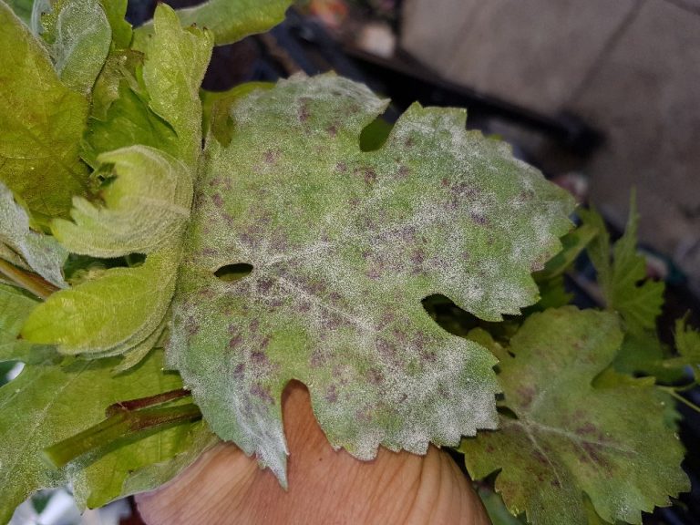 Bad case of Powdery Mildew of Grapes The BLOG of