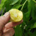Blog update for SHIMIZU – PEACH (Greenhouse grown) July 1st 2022