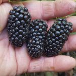 Blackberry &#8211; &#8216;Black Butte&#8217; &#8211; First of the season 2nd July 2022
