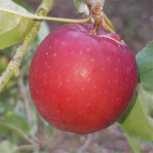Apple Rosanne