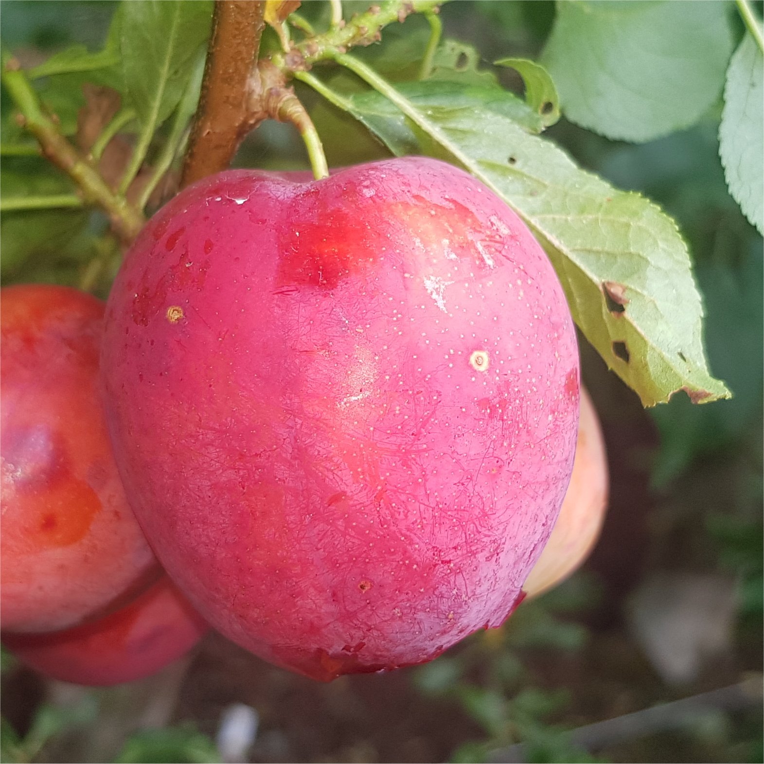 apricotページ Zapaka Women Apricot Vintage Dress Sequined Leaf Embroidered