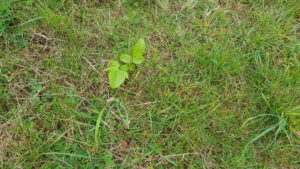 Sprouting Walnut