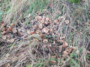 Squirrel damage to Walnuts
