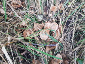 Squirrel damage to Walnuts