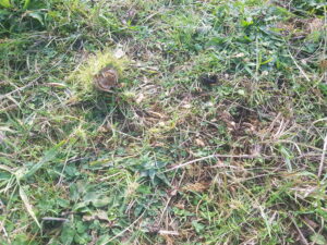 Squirrel damage to Sweet Chestnuts