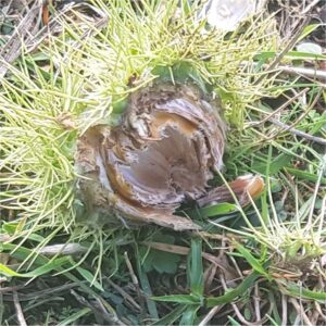 Squirrel damage to Sweet Chestnuts