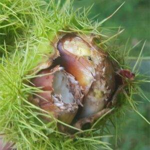 Squirrel damage to Sweet Chestnuts