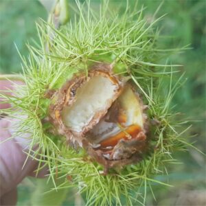 Squirrel damage to Sweet Chestnuts