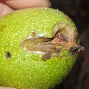 Squirrel damage to Walnut