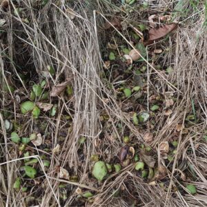 Squirrel damage to Walnuts