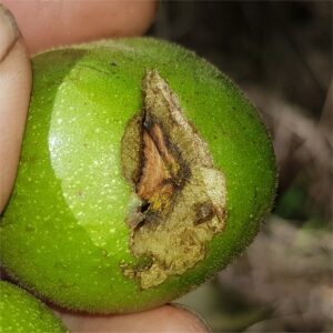 Squirrel damage to Walnut