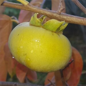 Persimmon - Hira-tanenashi - Unripe on Tree