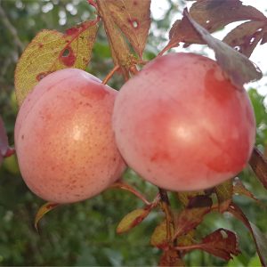Plum (Prunus) - Sharky's Plum® Black