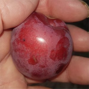 Plum (Prunus) - Sharky's Plum® Black