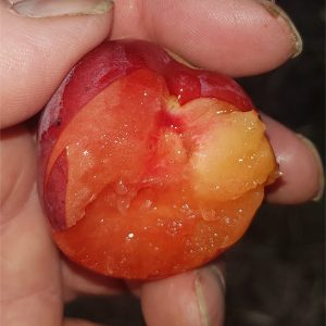 Plum (Prunus) - Sharky's Plum® Black