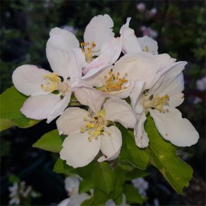 Apple Crispin