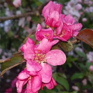 Apple Redlove Sirena