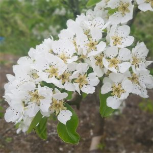 Pear Russkaja Krasavica