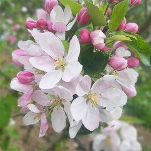 Apple Jafra